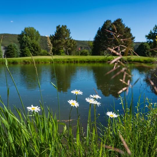 pond and flowers